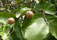 Neocarya macrophylla