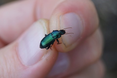 Harpalus honestus
