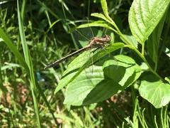 Phanogomphus spicatus