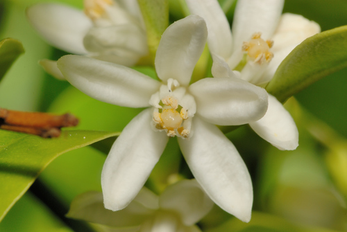 Citrus japonica