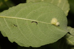 Euura pedunculi