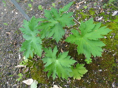 Geranium psilostemon