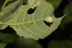 Euura pedunculi