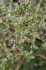 Goniolimon tauricum