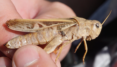 Pardalophora apiculata