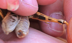 Pardalophora apiculata