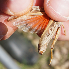 Pardalophora apiculata