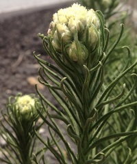 Pseudognaphalium viscosum