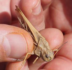 Pardalophora apiculata