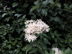 Sambucus nigra