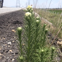 Pseudognaphalium viscosum