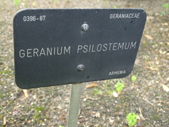 Geranium psilostemon