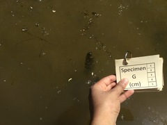 Ceratophyllaceae