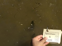 Ceratophyllaceae