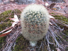 Mammillaria densispina