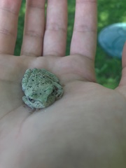 Hyla versicolor