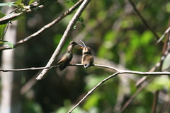 Phaethornis superciliosus