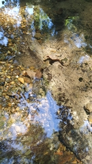 Austropotamobius pallipes