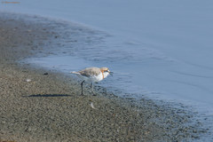 Charadrius pallidus