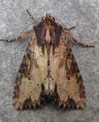 Apamea vultuosa