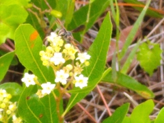 Isodontia exornata