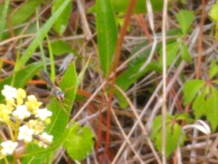 Isodontia exornata