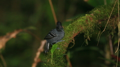 Percnostola rufifrons