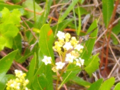 Isodontia exornata