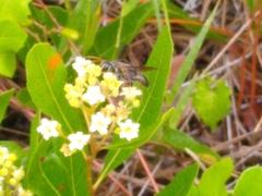 Isodontia exornata