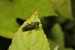 Tenthredo mesomela