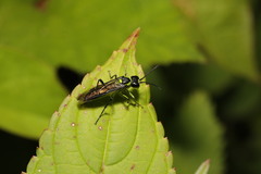 Tenthredo mesomela