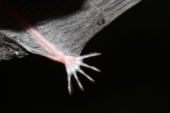 Myotis riparius
