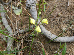 Nanorrhinum
