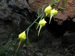 Nanorrhinum