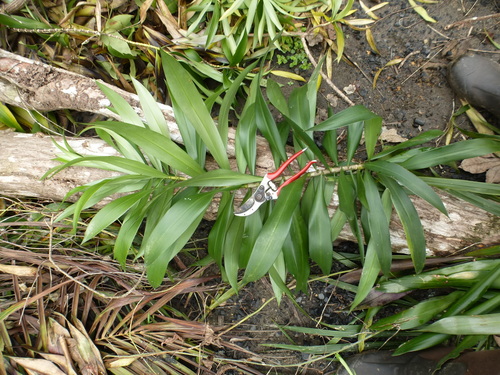 Dracaena mannii image