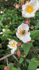 Bombus mixtus
