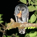 Neotropical Wood Owls - Photo (c) Manuel Ruedi, some rights reserved (CC BY-NC), uploaded by Manuel Ruedi