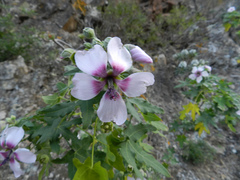 Malva acerifolia