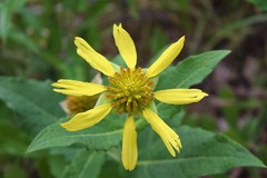 Silphium glutinosum