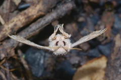 Cicinnus melsheimeri