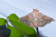 Cicinnus melsheimeri