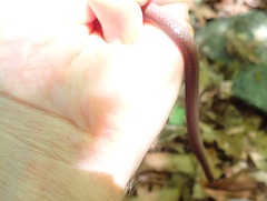 Carphophis amoenus amoenus