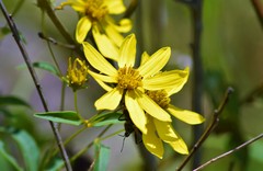 Silphium glutinosum