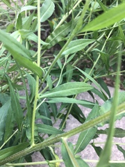 Crotalaria sagittalis