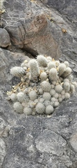 Mammillaria pottsii