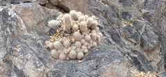 Mammillaria pottsii