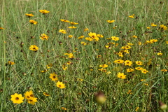 Coreopsis basalis