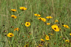 Coreopsis basalis