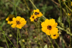 Coreopsis basalis