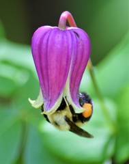 Clematis glaucophylla